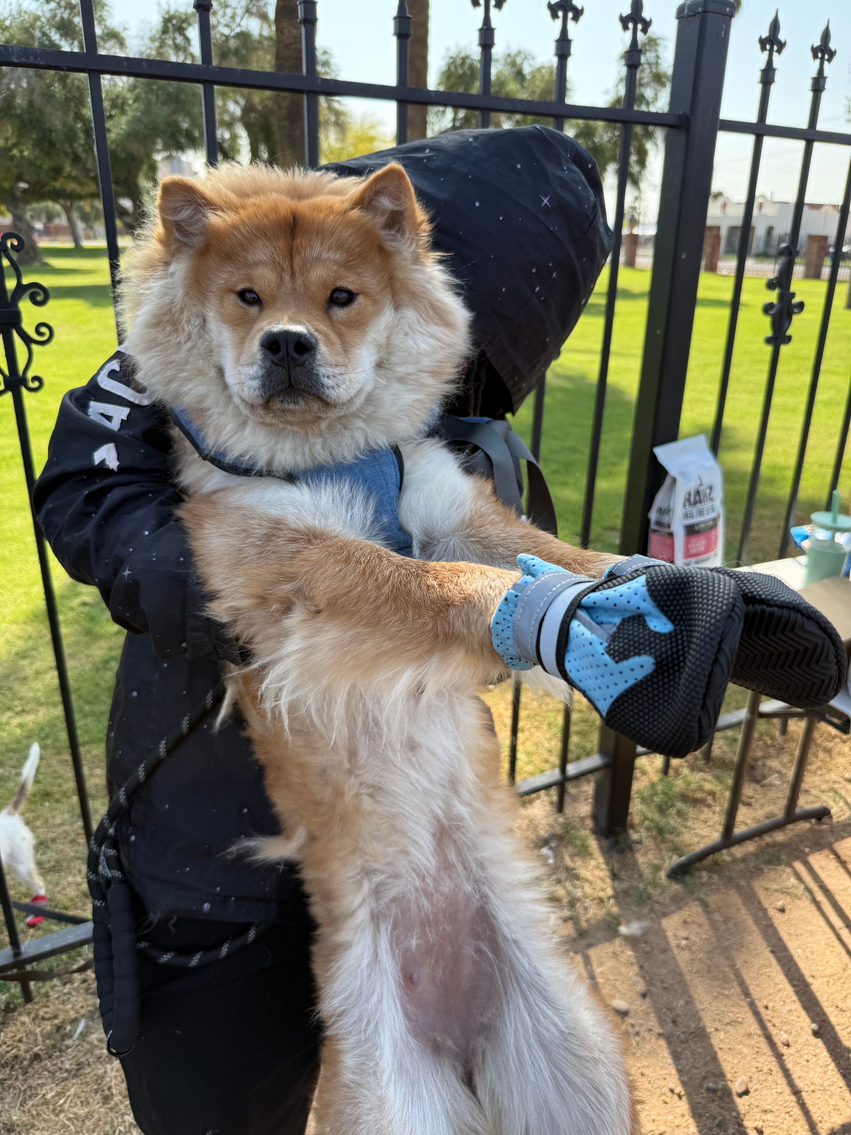 Chow chow wearing jacket and gloves outdoors