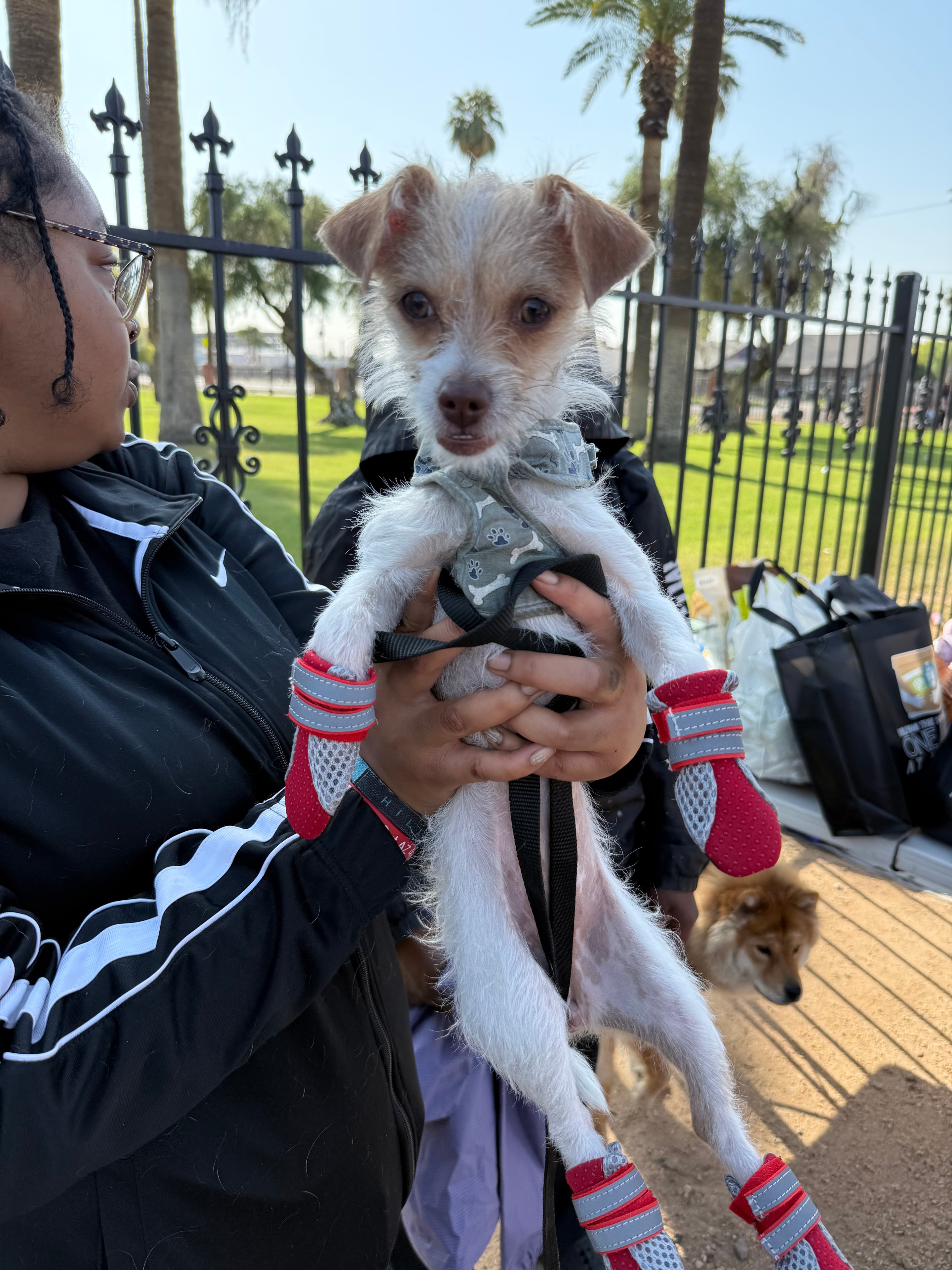 Small white dog held in outdoor park setting