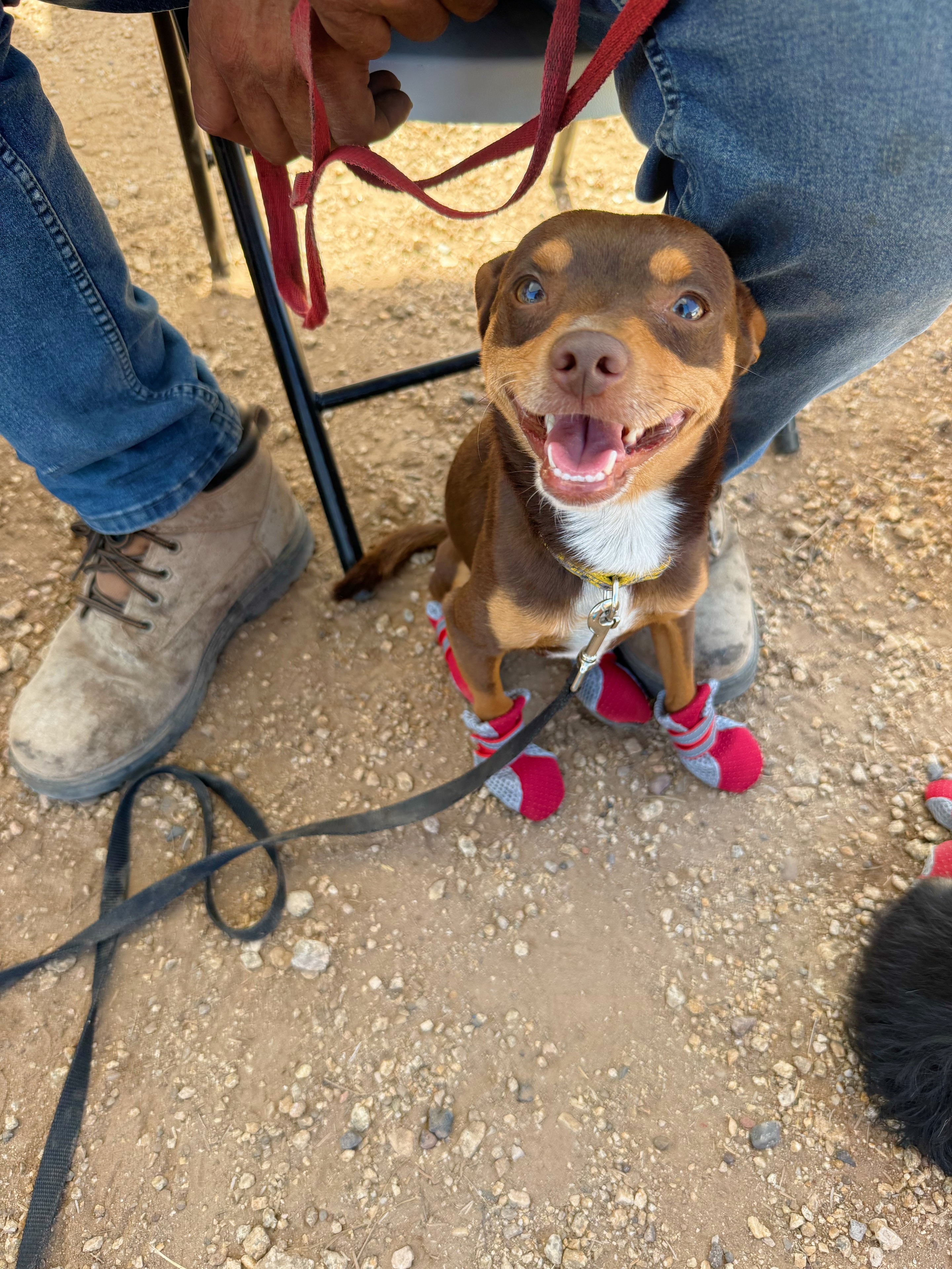Happy rescued shelter dog