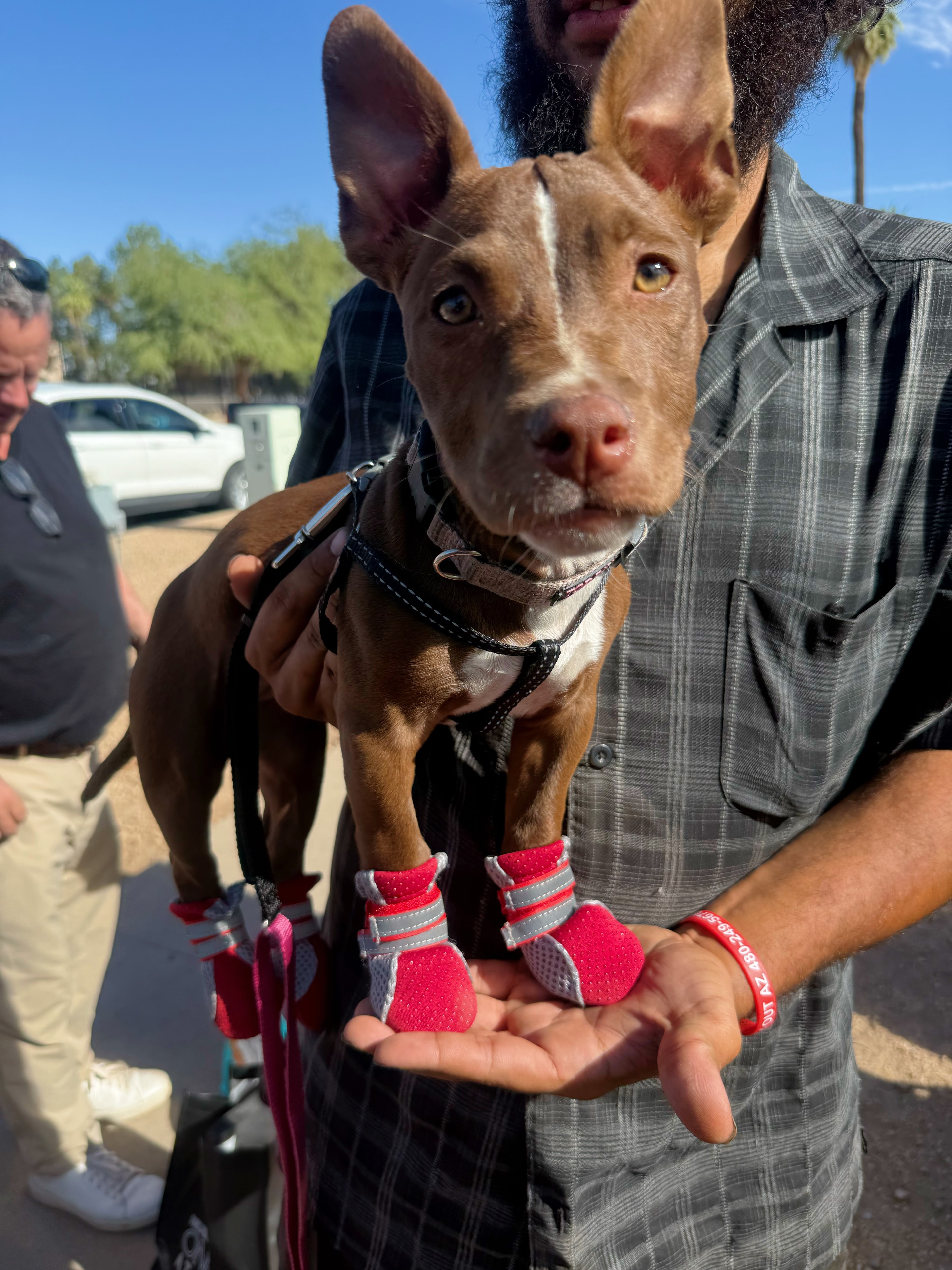Animal welfare volunteer with dog