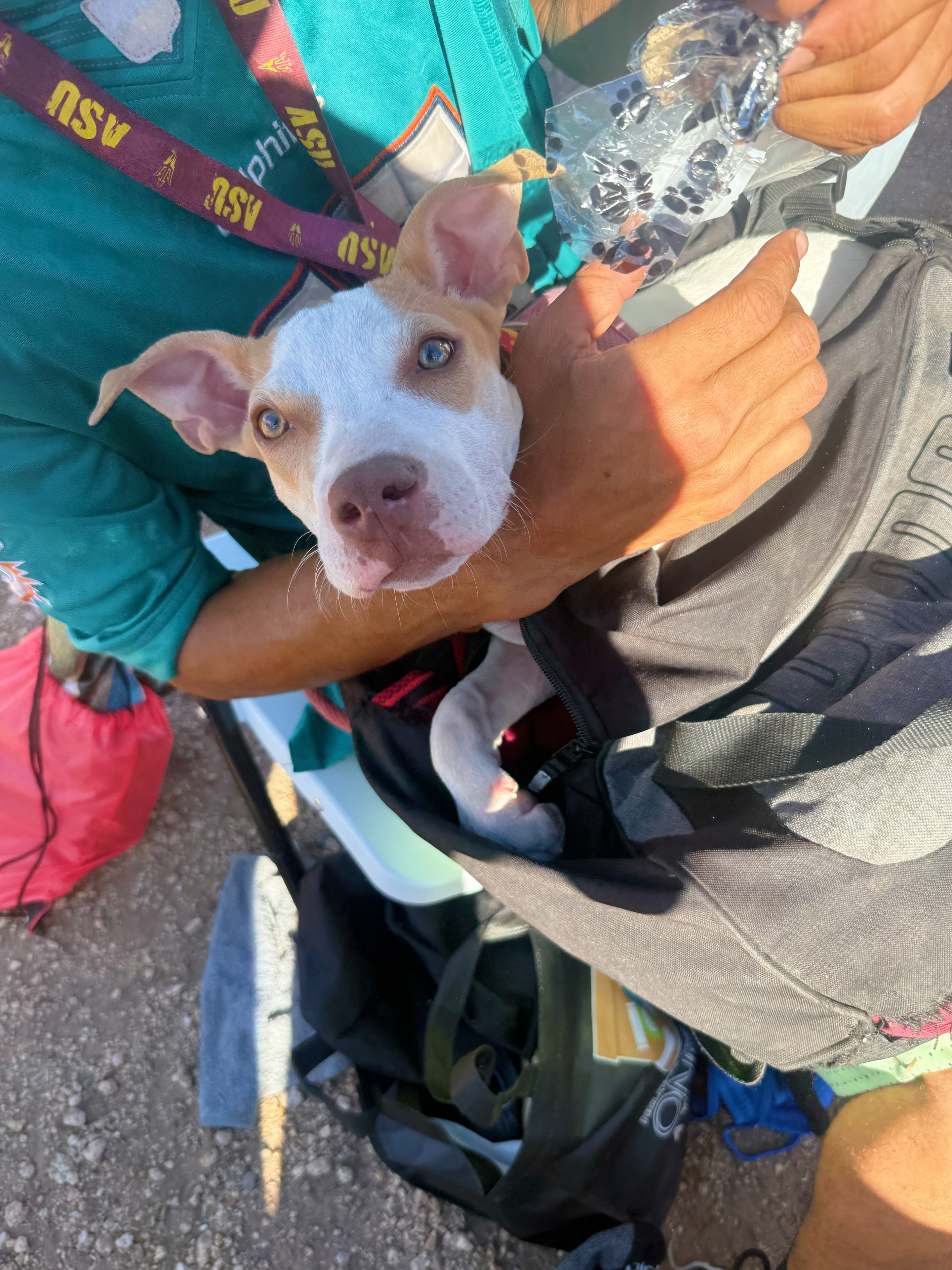 Rescued kitten in volunteer's hands