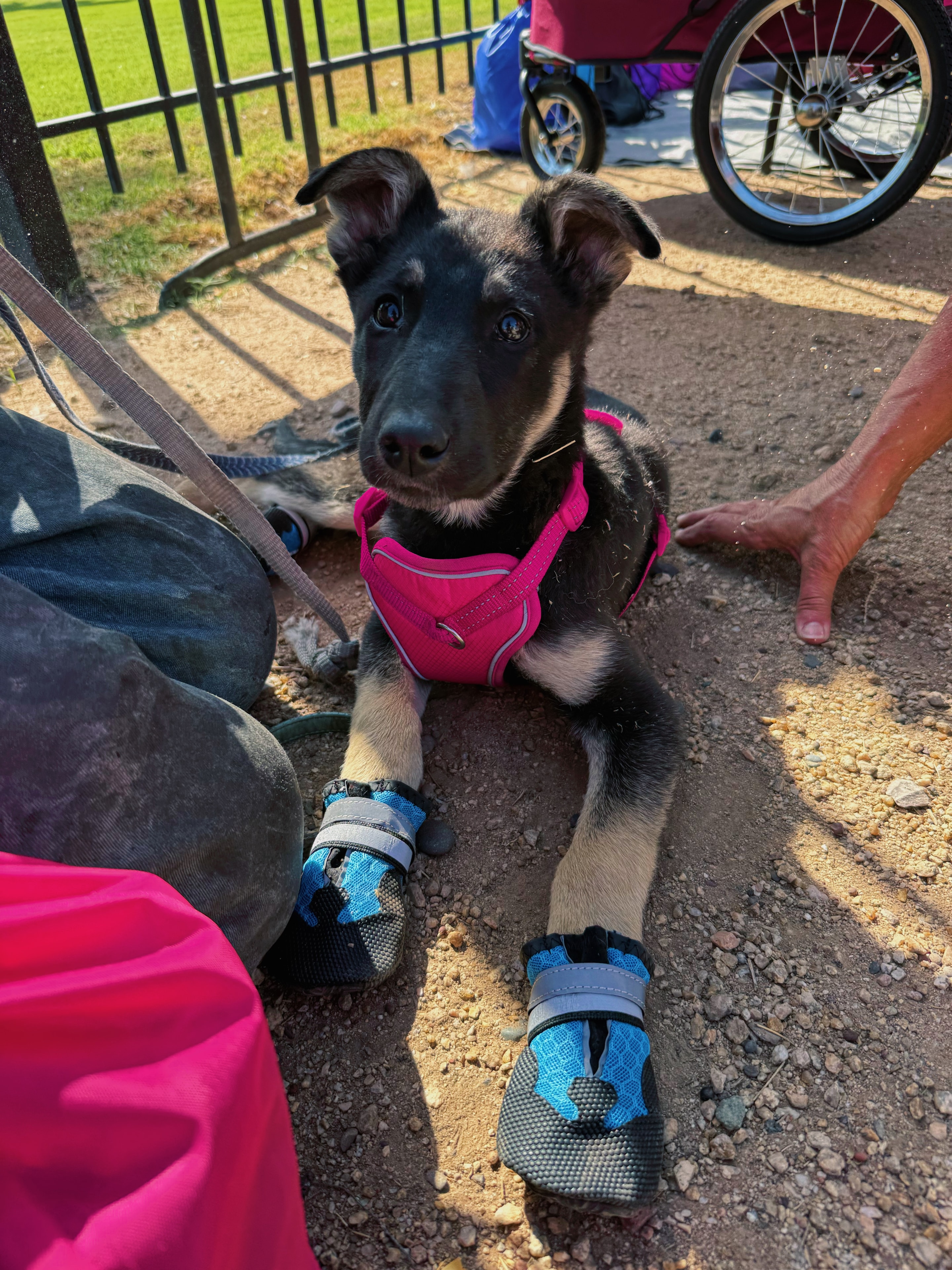 Black dog wearing pink harness and booties