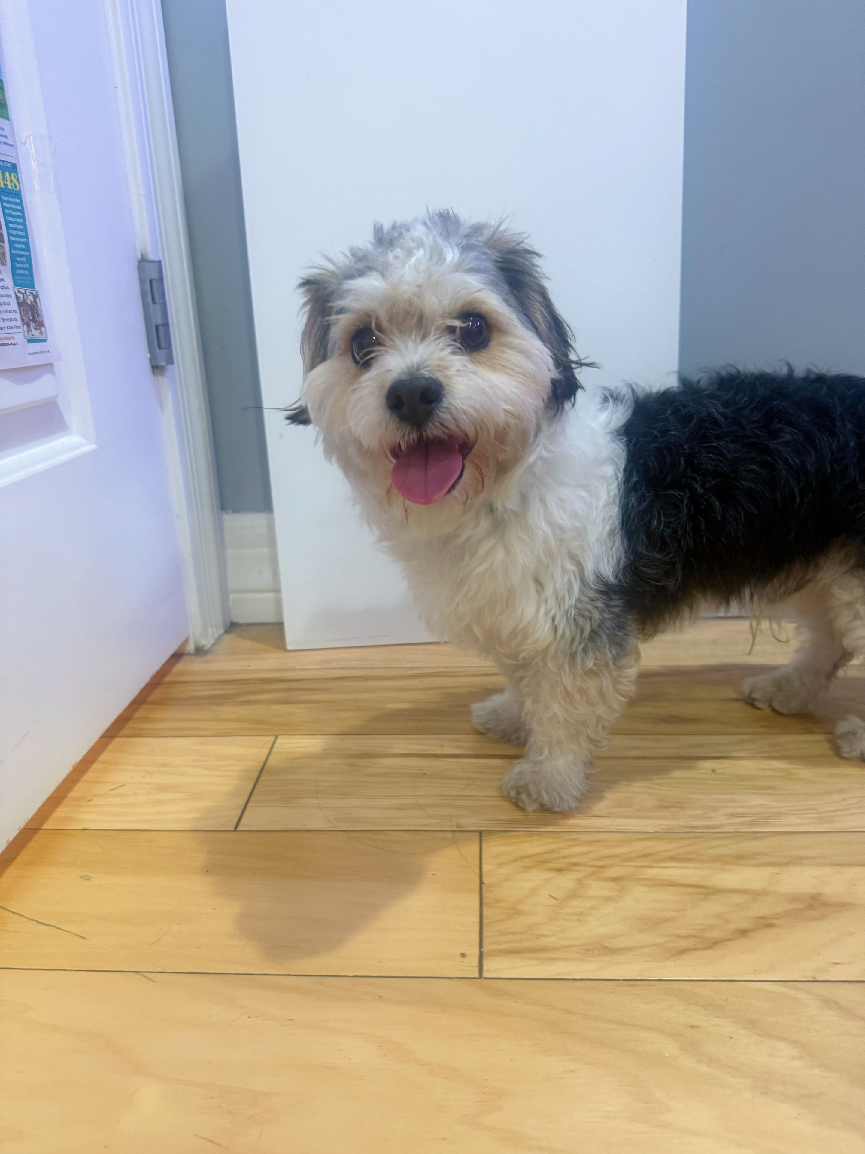 Black and white terrier smiling indoors