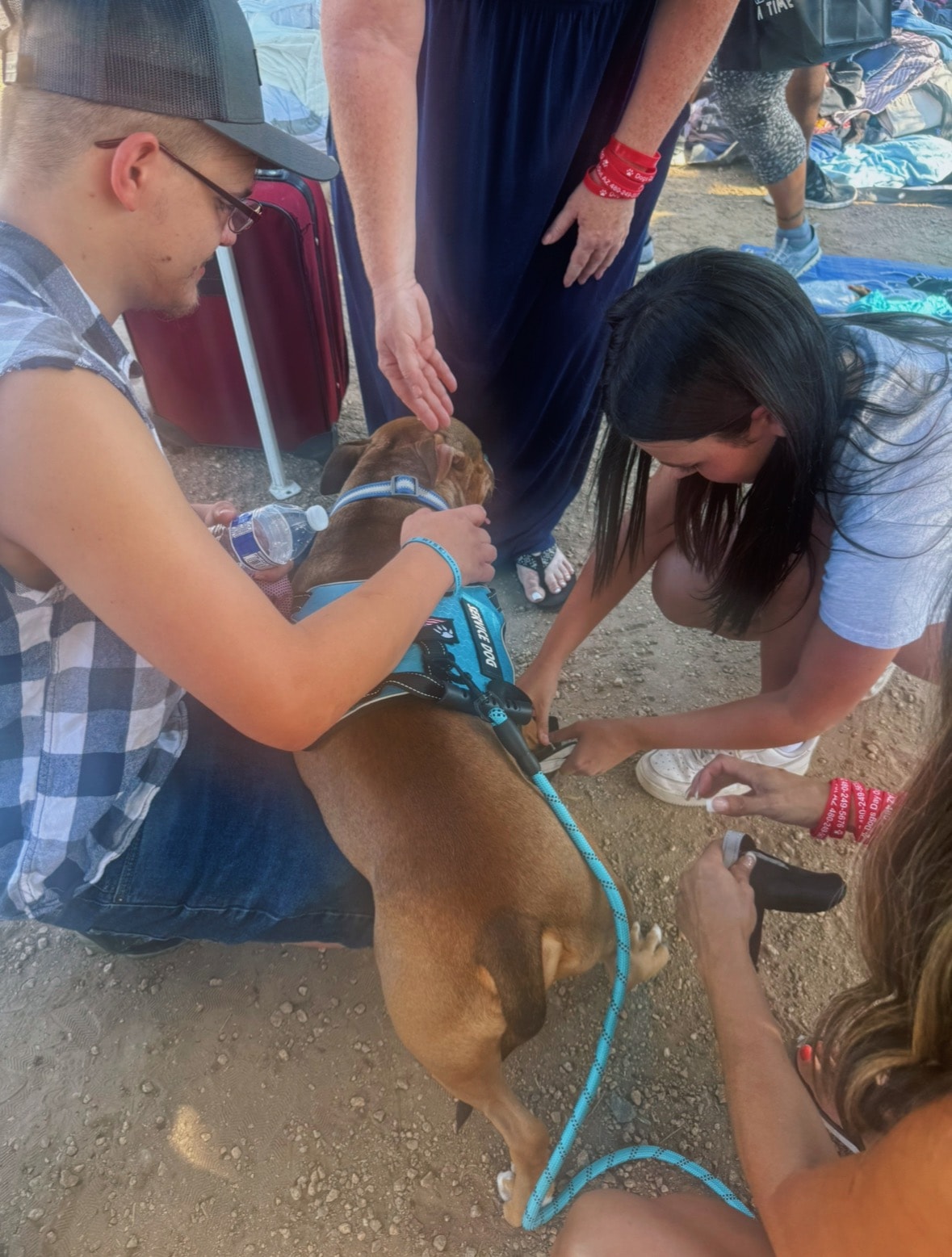Valley Teen Recognized for Donating Dog Boots to Unhoused Pets