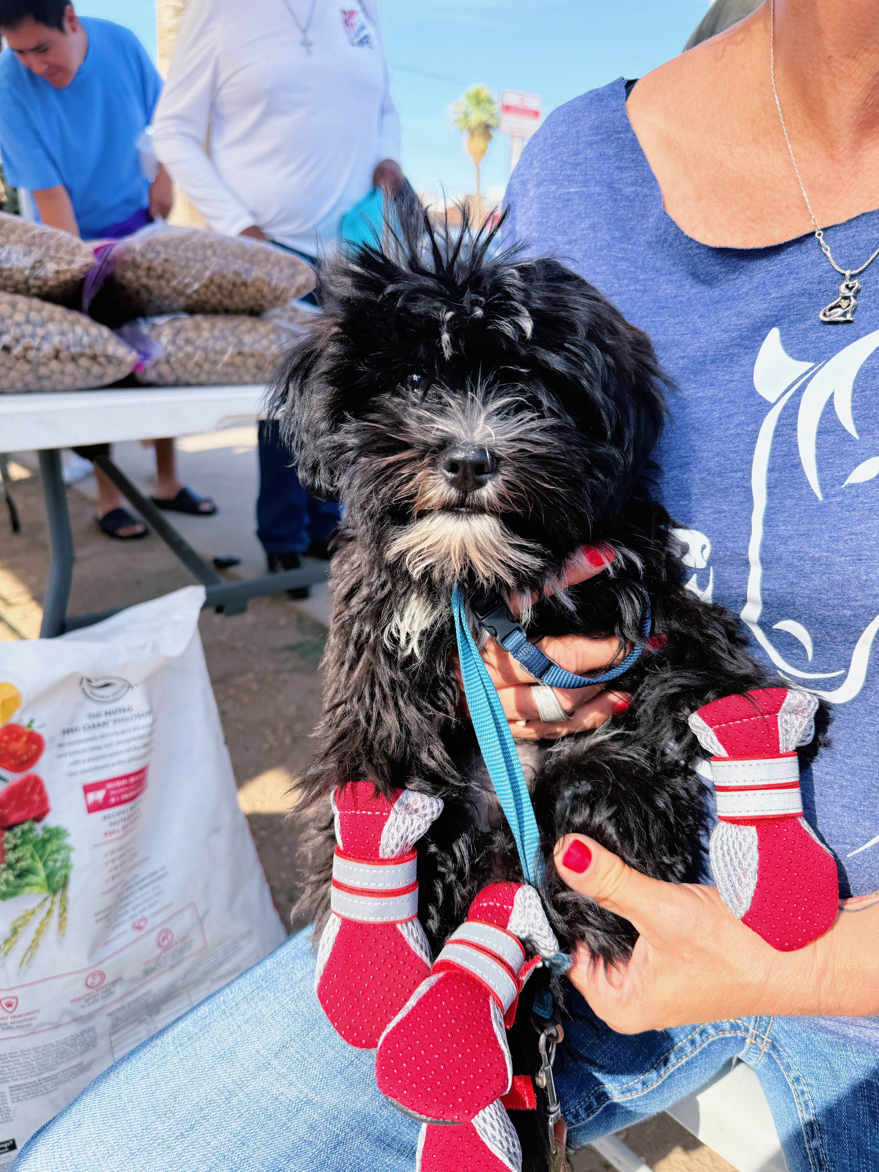 Laws for Paws — Dog Boot Distribution