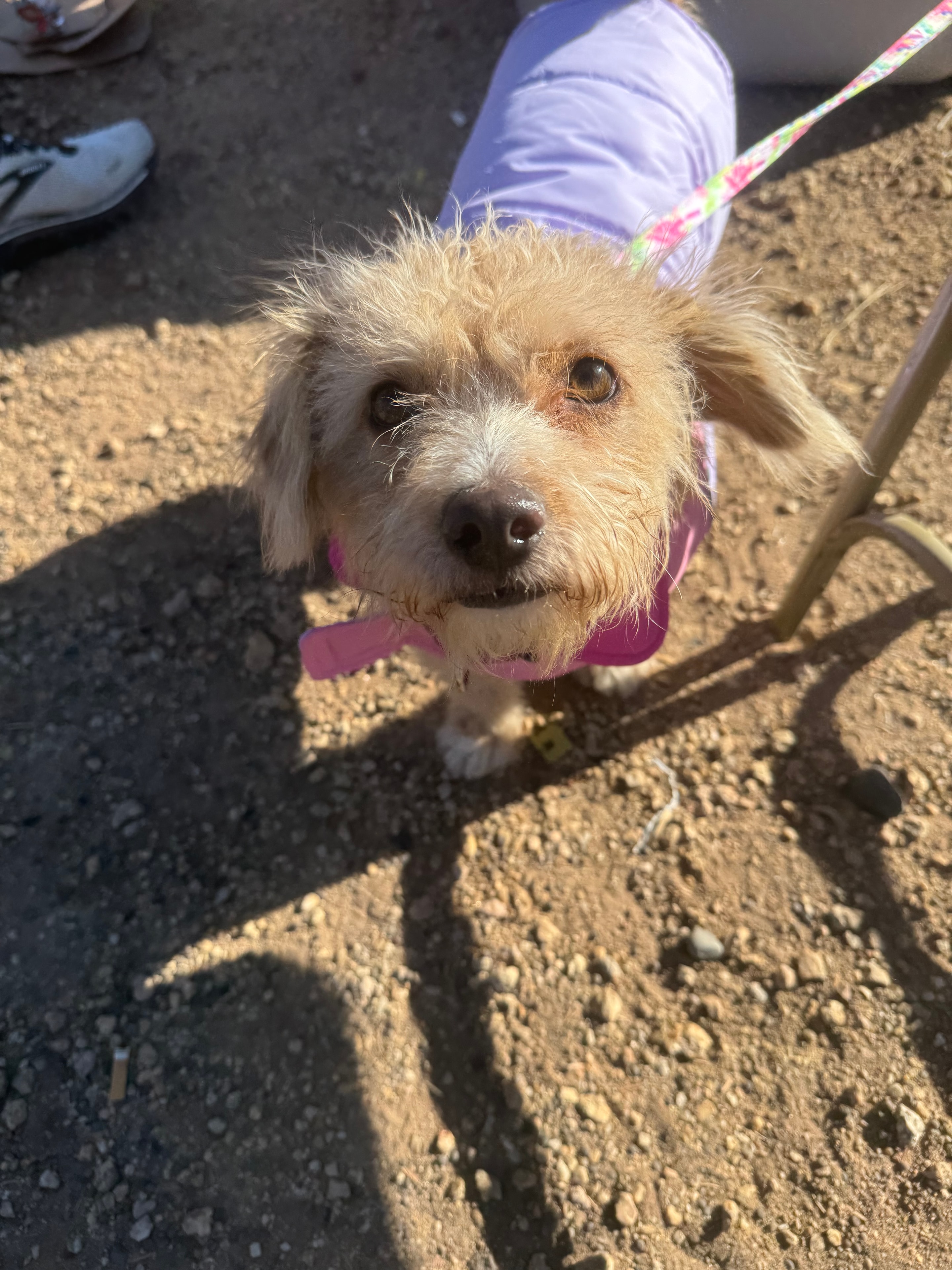 Laws for Paws — Legislative Advocacy